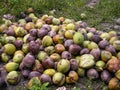 coconut nursery, coconut plantation, cocos nucifera, coconut industry, coconut commodity