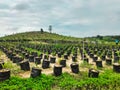 Coconut nursery