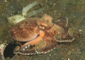 Coconut octopus Royalty Free Stock Photo