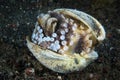 Coconut Octopus Amphioctopus marginatus hiding in a shell