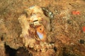 Coconut octopus - amphioctopus marginatus