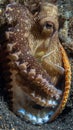 Coconut octopus, Amphioctopus marginatus. Lembeh, Indonesia