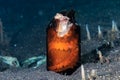 Coconut Octopus in a broken bottle Royalty Free Stock Photo