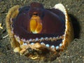 Coconut Octopus Royalty Free Stock Photo
