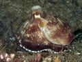 Coconut octopus Royalty Free Stock Photo