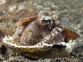 Coconut octopus Royalty Free Stock Photo