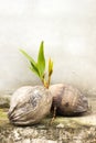 Growing coconuts with seedlings.