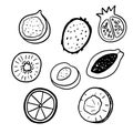 Coconut, orange, peach, kiwi doodle illustrations. Outline cute half fruits set