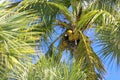 Coconut Palm