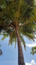 Coconut palm against a background of blue sky and floating white clouds. Royalty Free Stock Photo