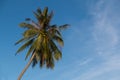 Coconut palm against blue sky