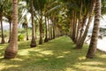 Coconut palm alley in koh chang island, Thailand