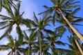 Coconut Palm at the Beach Royalty Free Stock Photo