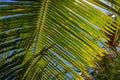 Coconut palm branch on blue sky background. Tropical island nature photo. Sunny day in exotic place Royalty Free Stock Photo