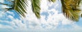 Coconut palm branches under a cloudy sky in Guadeloupe Royalty Free Stock Photo