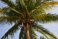 Coconut palm with coconut on it. Cocos nucifera