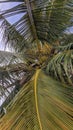 Coconut palm Cocos nucifera