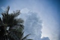 Coconut palm and the Cumulonimbus Cloud Royalty Free Stock Photo