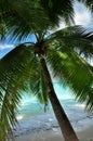 Coconut palm Royalty Free Stock Photo