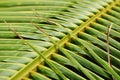 Coconut palm Royalty Free Stock Photo