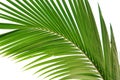 Coconut palm Royalty Free Stock Photo