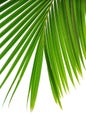 Coconut palm Royalty Free Stock Photo
