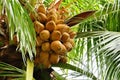 Coconut palm Royalty Free Stock Photo