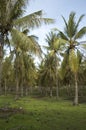 Coconut palm forest Royalty Free Stock Photo