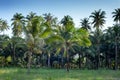 Coconut palm forest Royalty Free Stock Photo