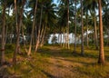 Coconut palm forest on samui island Royalty Free Stock Photo