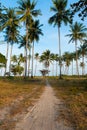 Coconut palm forest on samui island Royalty Free Stock Photo