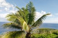 A coconut palm in front of the sea in Niue Royalty Free Stock Photo