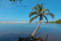 Coconut palm grows over blue paradise coast on the Caribbean sea in Colombia