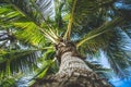 Coconut palm on the island