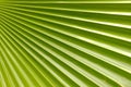 Coconut Palm Leaf Royalty Free Stock Photo