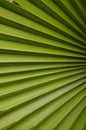 A coconut palm leaf Royalty Free Stock Photo