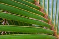 Coconut palm leaf close up background. Royalty Free Stock Photo