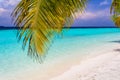 Coconut palm leafs at an island in Maldives Royalty Free Stock Photo