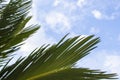 Coconut Palm Leaves Against the Blue Sky in the Early Morning. Tropical Background. Vacation in the Tropics Royalty Free Stock Photo