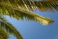 Coconut palm leaves against the blue sky. Tropical background Royalty Free Stock Photo