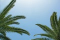 Coconut palm leaves against blue sky, tropical trees on the beach Royalty Free Stock Photo