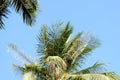Coconut palm leaves against a clear blue sky Royalty Free Stock Photo
