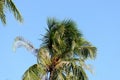 Coconut palm leaves against a clear blue sky Royalty Free Stock Photo