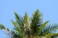 Coconut palm leaves against a clear blue sky Royalty Free Stock Photo