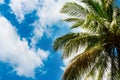 Coconut palm leaves against the sky Royalty Free Stock Photo