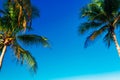 Coconut palm leaves on a background of blue clear sky, summer background, travel, nature. Frame Royalty Free Stock Photo