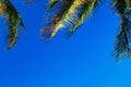 Coconut palm leaves on a background of blue clear sky, summer background, travel, nature. Frame Royalty Free Stock Photo