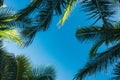 Coconut palm leaves on a background of blue clear sky, summer background, travel, nature. Frame Royalty Free Stock Photo