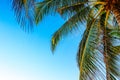 Coconut palm leaves on a background of blue clear sky, summer background, travel, nature. Frame Royalty Free Stock Photo