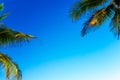 Coconut palm leaves on a background of blue clear sky, summer background, travel, nature. Frame Royalty Free Stock Photo